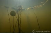 Watergentiaan ( Nymphiodes paltata )  in de middenloop Vledder Aa