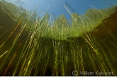 Riet ( Phragmatites australis ) in slootje, Rheebruggen