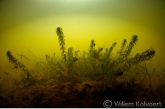 Smalbladig waterpest ( Elodea nuttellii ), Amerdiep