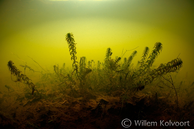 Smalbladig waterpest ( Elodea nuttellii ), Amerdiep