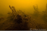 Zwanenmossels ( Anondonta cygnea ) , Vledder Aa