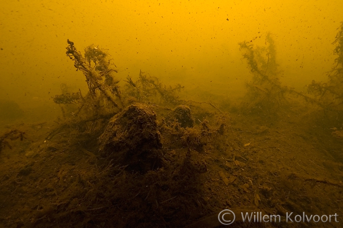 Zwanenmossels ( Anondonta cygnea ) , Vledder Aa