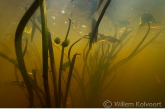 Pijlkruid ( Sagittaria sagittifolia ), Oude Diep