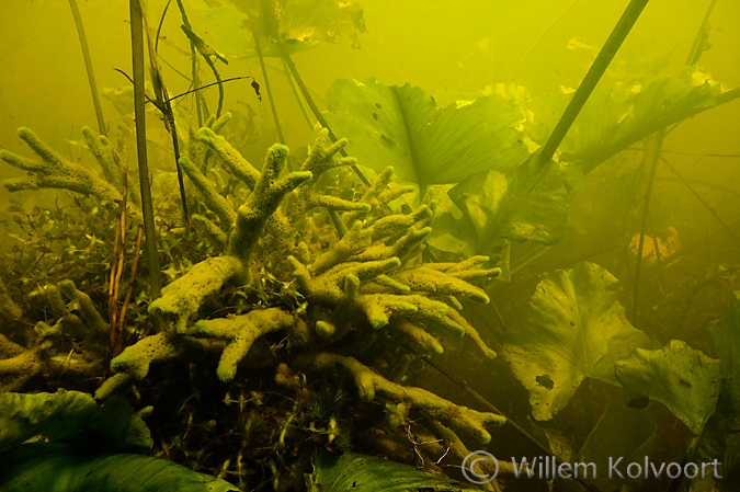 Zoetwaterspons, Oostervoortse Diep