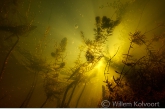 Gedoornd hoornblad ( Ceratophyllum demersum ) in het Oude Diep