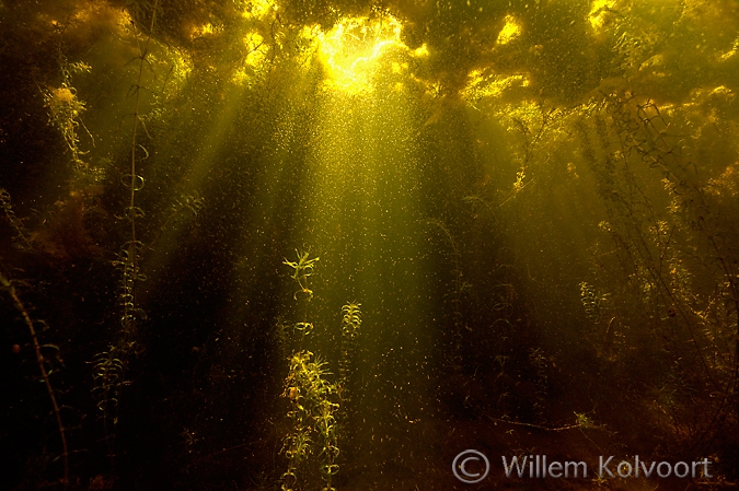 Waterpest ( Elodea nuttallii ) met watervlooien, Bollema