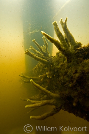 Zoetwaterspons onder de brug, Vledder Aa