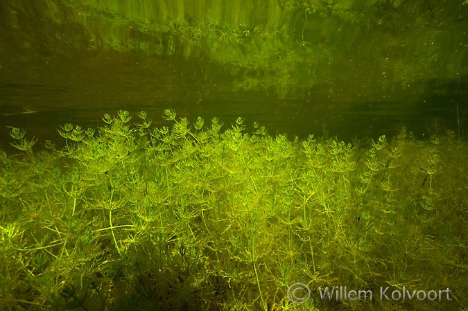 Kranswier, Rheebruggen.