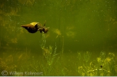 Poelslak ( Lymnaea stagnalis ) op het kranswier, Rheebruggen.