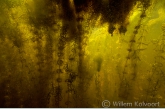 Waterpest ( Elodea nuttallii ) met watervlooien, Bollema