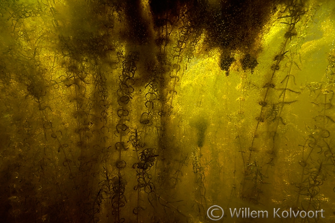 Waterpest ( Elodea nuttallii ) met watervlooien, Bollema