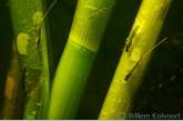 Eierleggende haften ( Cloëon dipterum ) , Amerdiep