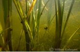 Waterplanten met slakken, Rheebruggen.