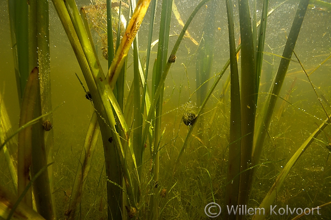 Waterplanten met slakken, Rheebruggen.