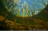 Lisdodden ( Typha latifolia ), Geeserstroom.