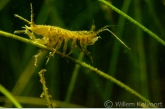 Waterpissebed (Asellus aquaticus ), Amerdiep