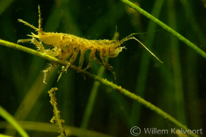 Waterpissebed (Asellus aquaticus ), Amerdiep