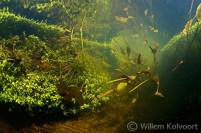 Drijvend fonteinkruid ( Potamogeton natans ) , Oude Amerdiep