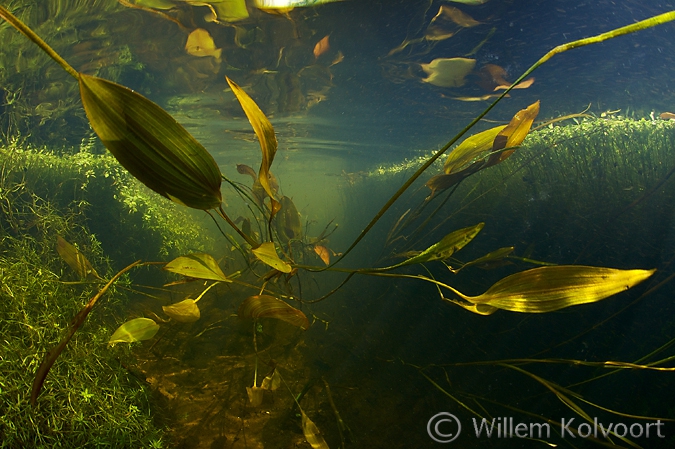 Drijvend fonteinkruid ( Potamogeton natans ), Oude Amerdiep