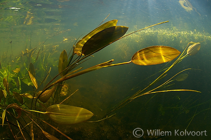 Stroming, Oude Amerdiep