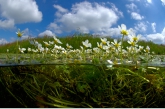 Common Water- crowfoot ( Ranunculus aquatilis ), Amerdiep