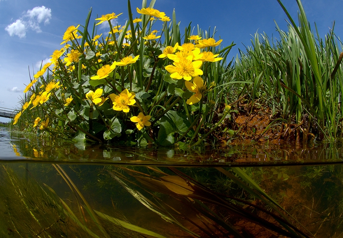 Marsh Marigold ( Caltha palustris ), Amerdiep