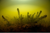 Waterweed ( Elodea nuttallii ), Amerdiep