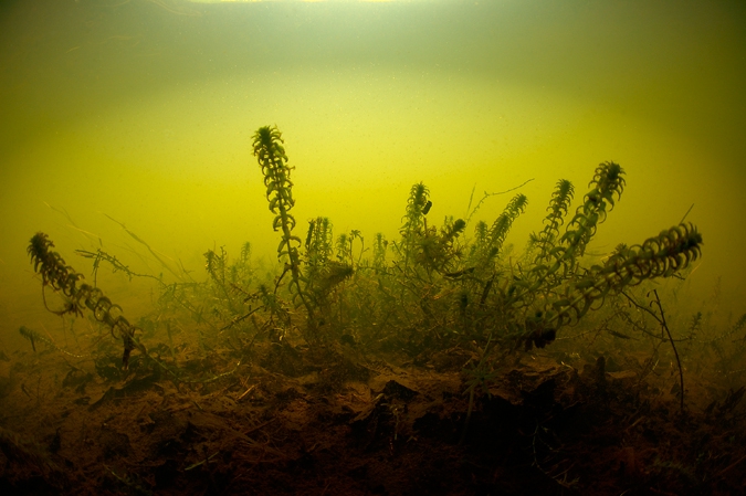 Waterweed ( Elodea nuttallii ), Amerdiep