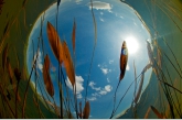 Floating pondweed ( Potamogeton natans ), Amerdiep