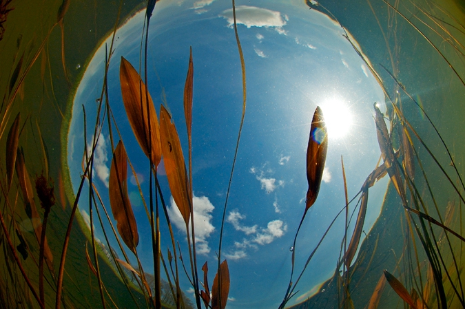 Floating pondweed ( Potamogeton natans ), Amerdiep