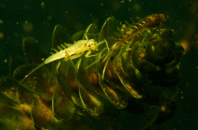 Pond Olive larva ( Cloëon dipterum ), Amerdiep