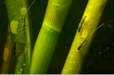 Spawning Pond Olives ( Cloëon dipterum ), Amerdiep