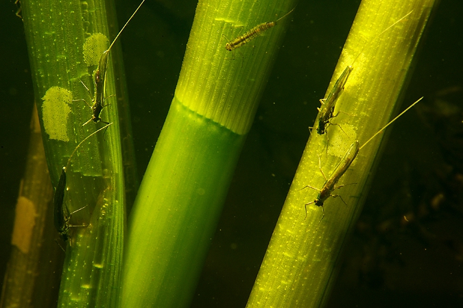 Spawning Pond Olives ( Cloëon dipterum ), Amerdiep