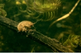 Fresh water shrimp Gammarus pulex ), Amerdiep