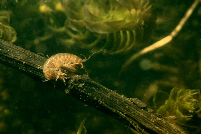 Fresh water shrimp Gammarus pulex ), Amerdiep