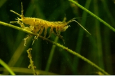 Water Slater ( Asellus aquaticus ), Amerdiep