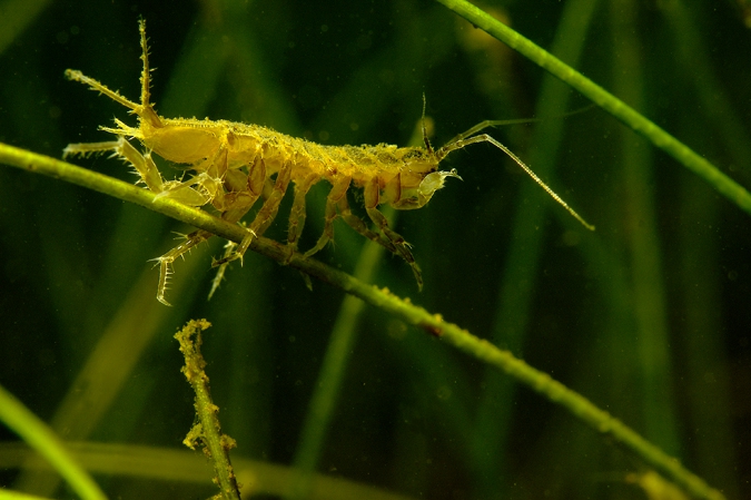 Water Slater ( Asellus aquaticus ), Amerdiep