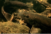 Stone Loach ( Barbatula barbatula )