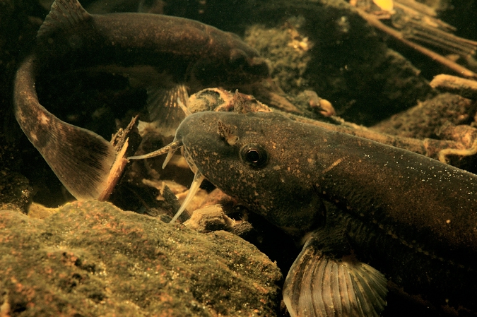 Stone Loach ( Barbatula barbatula )