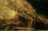 Stone Loach ( Barbatula barbatula )