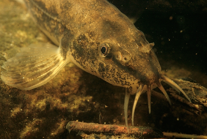 Stone Loach ( Barbatula barbatula )