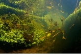 Floating pondweed, Oude Amerdiep