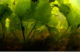 Yellow Water-lily ( Nuphar lutea ), Oude Amerdiep