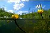 Yellow Water-lily ( Nuphar lutea ), Oude Amerdiep