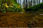 Marsh Marigold ( Catha palustris ) Smalbroekenloopje