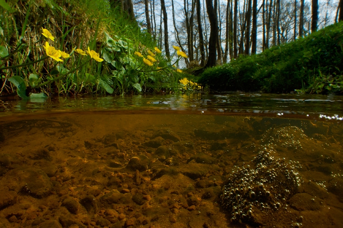 Marsh Marigold ( Catha palustris ) Smalbroekenloopje