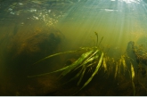 European Bur-reed ( Sparganium emersum ), Gasterense diep