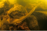 River Lamprey ( Planetra fluviatilis ), Gasterense Diep