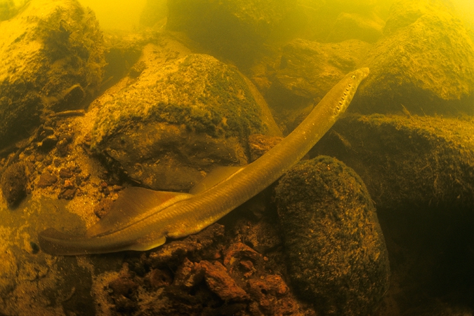 River Lamprey ( Planetra fluviatilis ), Gasterense Diep