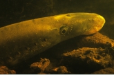 River Lamprey ( Lampetra fluviatilis ) Gasterense Diep